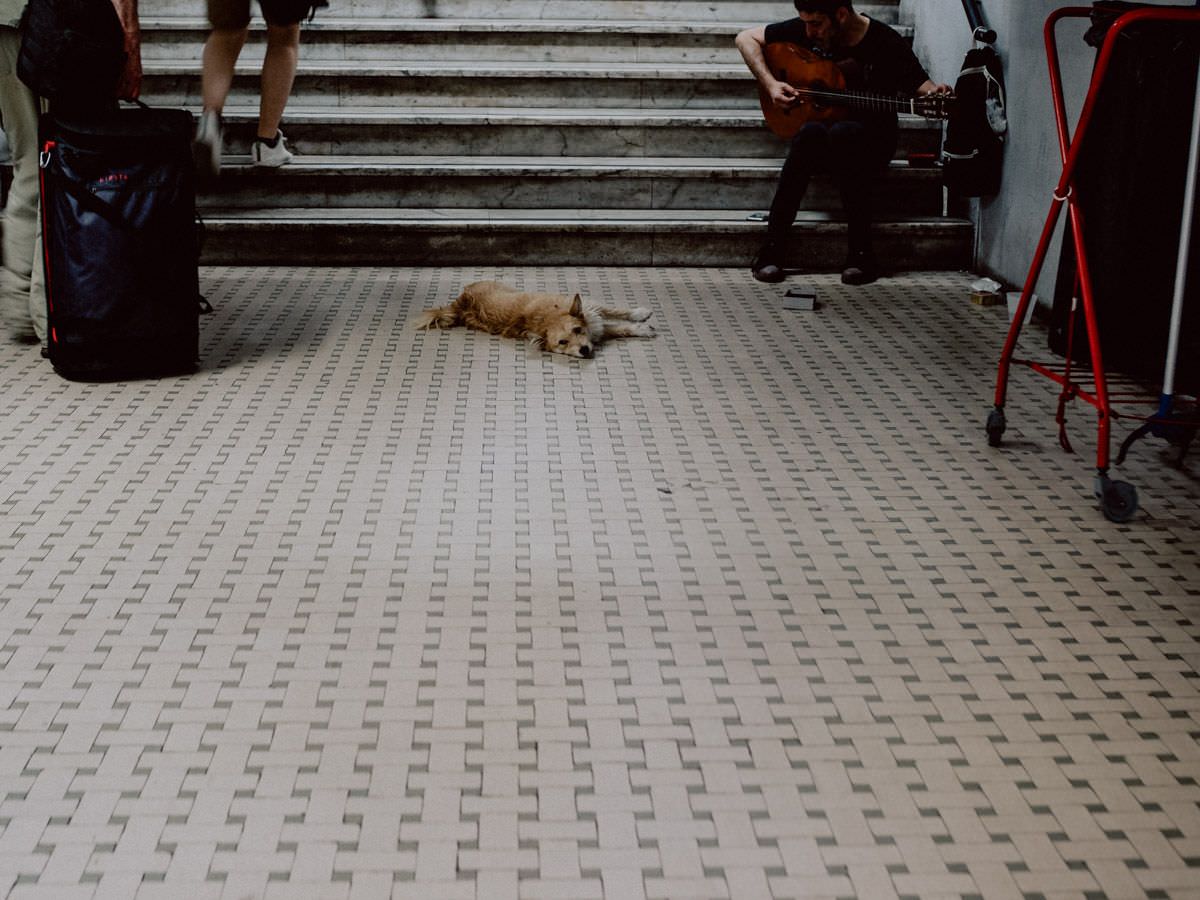 dog on the floor in underground