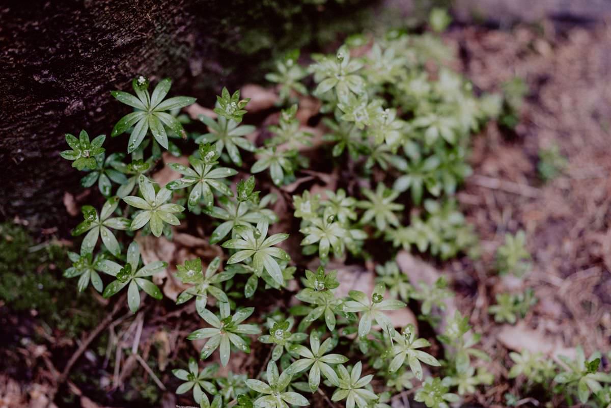green plants in the forest with rain drops