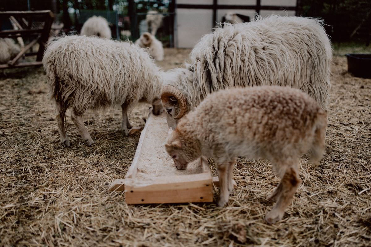 sheep