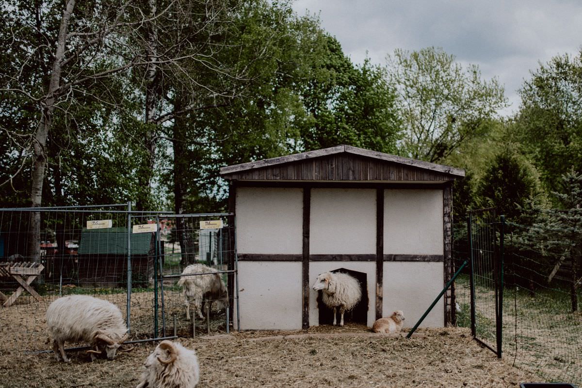 sheep